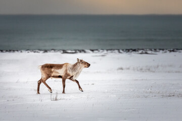 Reindeer