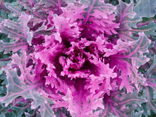Beautiful autumn background in close-up of decorative Flowering Cabbage. Purple Ornamental Cabbage. Texture of cauliflower
