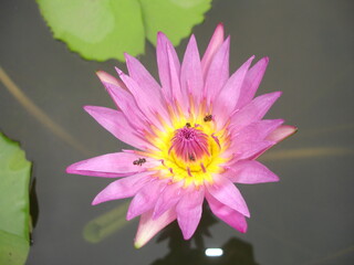 pink water lily