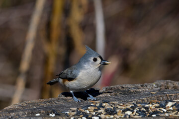 Tufted titmouse with seed while feeding on tree stump. They are a small songbird from North America, a species in the tit and chickadee family.