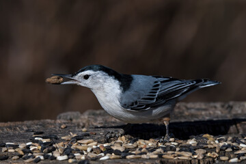 White-breasted nuthatch with seed while feeding on tree stump. It is a small songbird of the nuthatch family common across much of temperate North America.