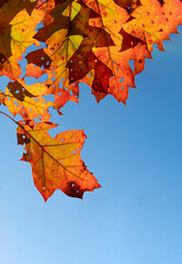 Autumn oak leaves on blue sky background