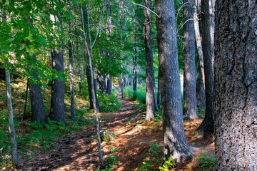 Hiking trails in the forest
