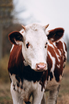 A white cow with red spots with small horns and a pink nose. Muzzle of a young thoroughbred bull from the farm. Large vertical portrait of a young cow.