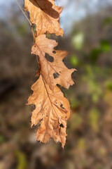Autumn oak leaves