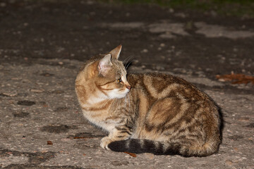 A homeless cat sits on the road and waits for sweets from people passing by.