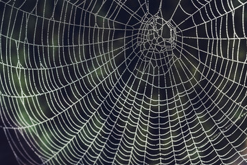 dew on a spider web