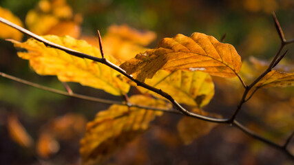 yellow autumn leafes on branch in light
