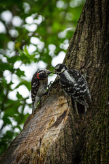 Male Female Downy Woodpeckers