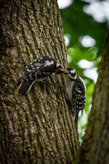Fototapeta premium Male Female Downy Woodpeckers
