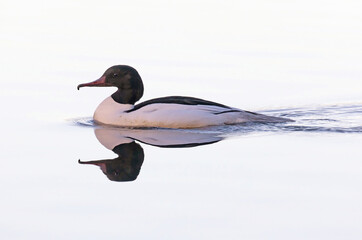 Common merganser (North American) or goosander (Eurasian) (Mergus merganser).