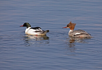 Common merganser (North American) or goosander (Eurasian) (Mergus merganser).