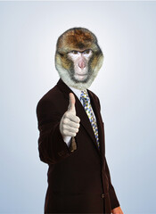mandrill, singe, costume, classe, animal, anthropomorphisme, costume, affaires, homme, hominidé,...