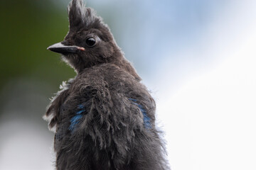 close up of a black and white bird