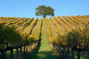 Vineyard in the Alexander Valley, Sonoma County, CA, in the late fall. - 392103582