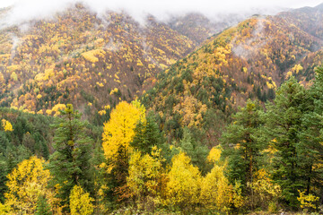 Fototapeta premium bosque de la Pardina del Señor ( la Pardina Ballarín) , Fanlo, valle del Chate, Spain, europe