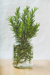 Organic rosemary branches in the glass jar
