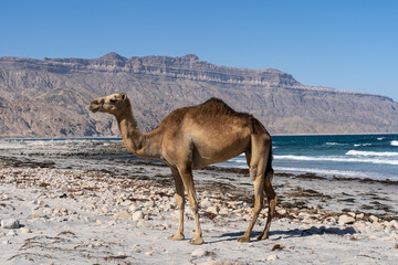 camel in the desert