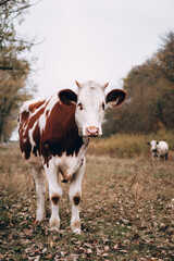 Portrait of a Cow in a clearing. Thoroughbred bull from the farm. A young white cow with red spots grazes in an autumn meadow, while an adult white cow with black spots stands in the background.