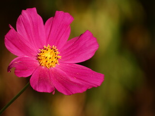 Garden kosmos flower (Cosmos bipinnatus) - close up of purple cosmos flower, Poland © Slawina