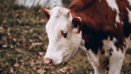 Muzzle of a young thoroughbred bull from the farm. Large horizontal portrait of a young cow. A white cow with red spots and small horns.