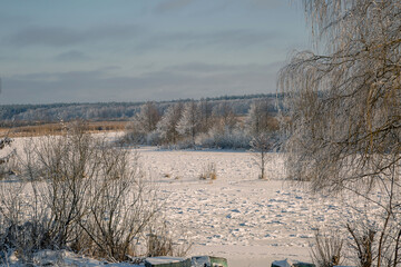 landscape with trees and snow