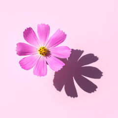 A beautiful pink flower Cosmos on pastel pink background. Minimal flowers concept in hard light with shadows. Abstract backdrop. Top view, flat lay.