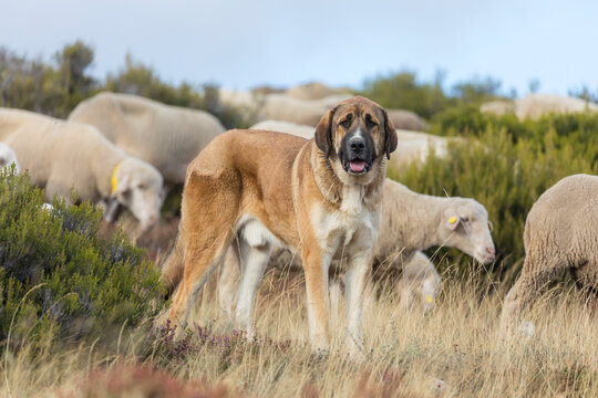 รูปภาพTrashumancia – เลือกดูภาพถ่ายสต็อก เวกเตอร์ และวิดีโอ406 | Adobe ...