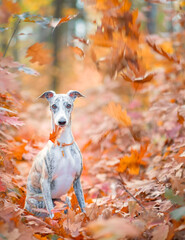 junge Whippet Hündin sitzt unter herabfallenden Blättern im herbstlichen Wald 