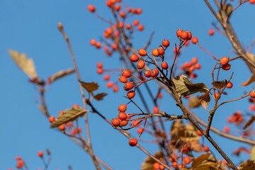 Bright red-orange hawthorn berries on a blue sky background