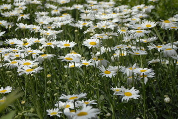 Daisies in a blurred place