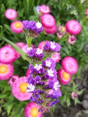 Obraz premium pink and yellow flowers