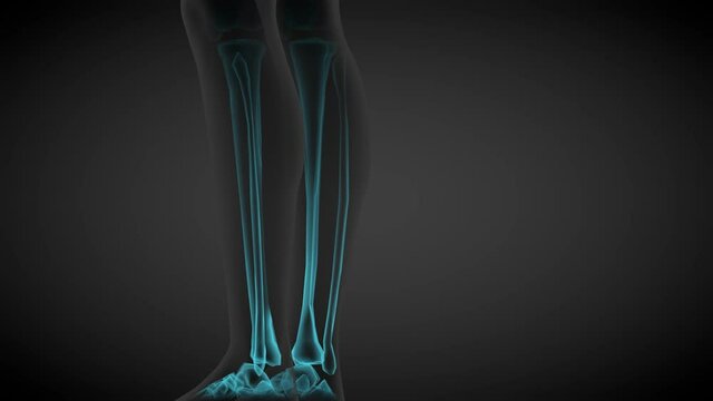 2 3D seamless looping animations in 1, female body rotating - x-ray scan of skeleton bones and various internal organs, human body study illustration - 4K 60fps UHD 