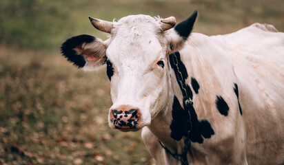 Photo of a bull for a poster or calendar. Charming cute country animal from the farm. Large portrait of a thoroughbred adult cow of black and white color with large horns. Beautiful horizontal banner.