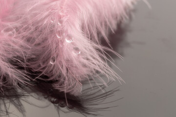 Macro photo of water drops on soft bird feather on dark background.Close up.