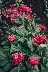 peonies large red flowers with bright green leaves