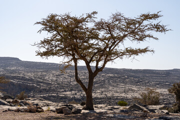 Fototapeta na wymiar Tree in the desert of Oman 