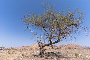 Tree in the desert of Oman 