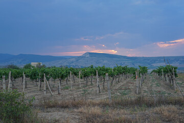 Fototapeta na wymiar green vineyards at sunset before a thunderstorm