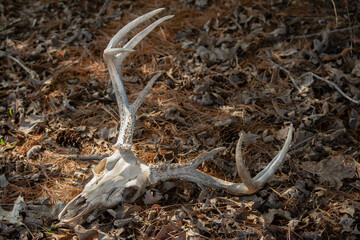 Deer skull with antlers in woods