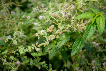 butterfly hawk moth drinks nectar blooming purple flower