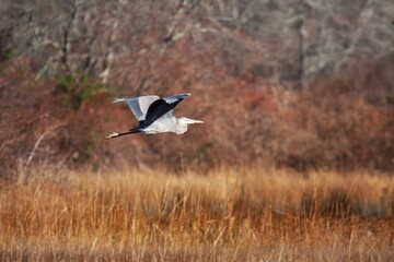 Blue Heron_4
