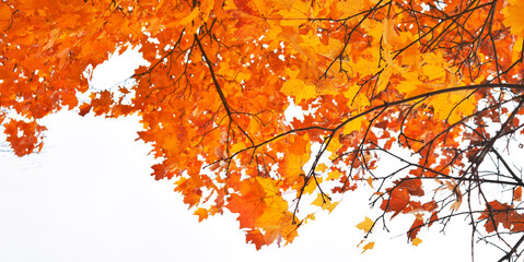 Autumn yellow leaves on a background of blue sky