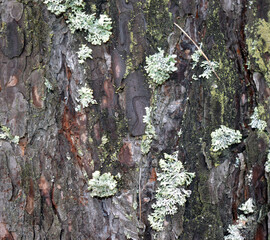lichen and moss grow and develop on the bark of a tree in a wet autumn forest
