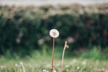 dandelion with a white flower and next to a dandelion leg without a flower
