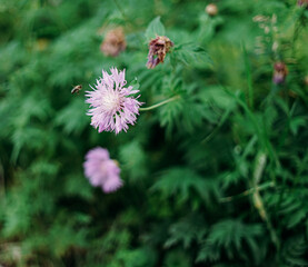 be like a bee. a small bee in flight pollinates a purple flower