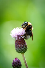 Hummel an Blüte