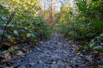 Fototapeta premium autumn forest path