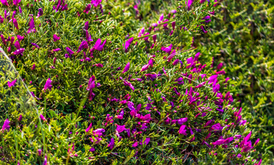 Fototapeta premium bush of spider flower, spider plant, pink queen, or grandfather's whiskers