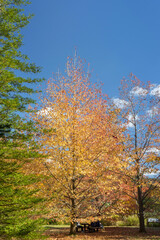 View of forest park in Kobe in early autumn